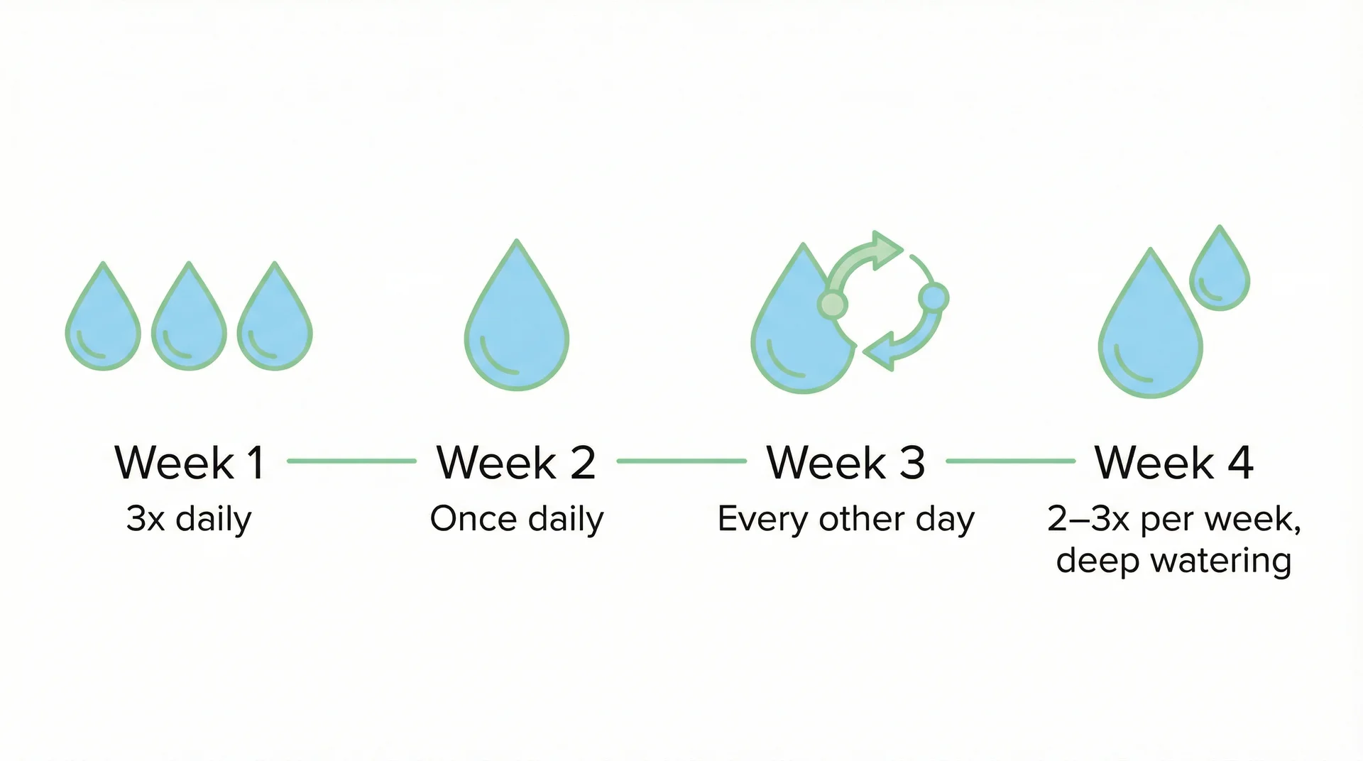 Infographic timeline showing new sod watering frequency: 3x daily week 1 down to 2–3x weekly by week 4
