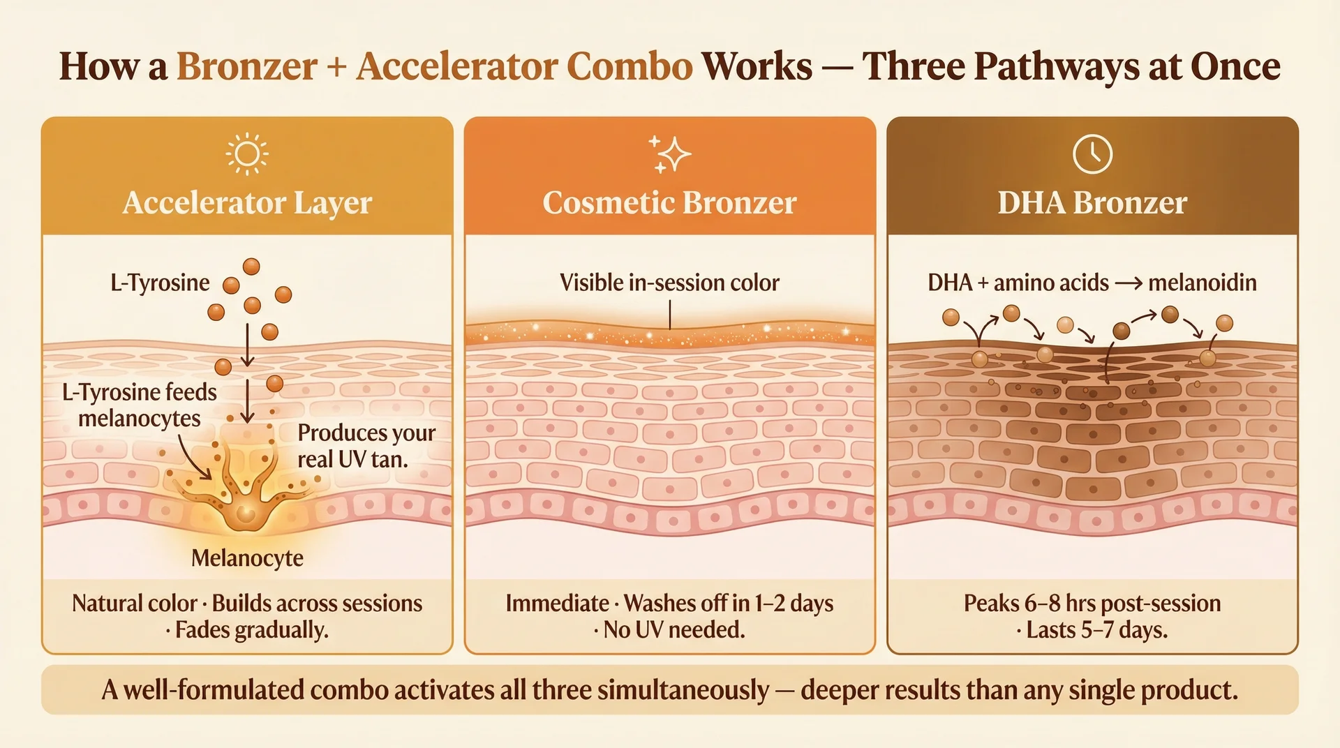 Three-column infographic explaining how bronzer and accelerator combo tanning lotions work simultaneously — accelerator stimulates melanin, cosmetic bronzer gives instant color, and DHA develops deep color over 6 to 8 hours