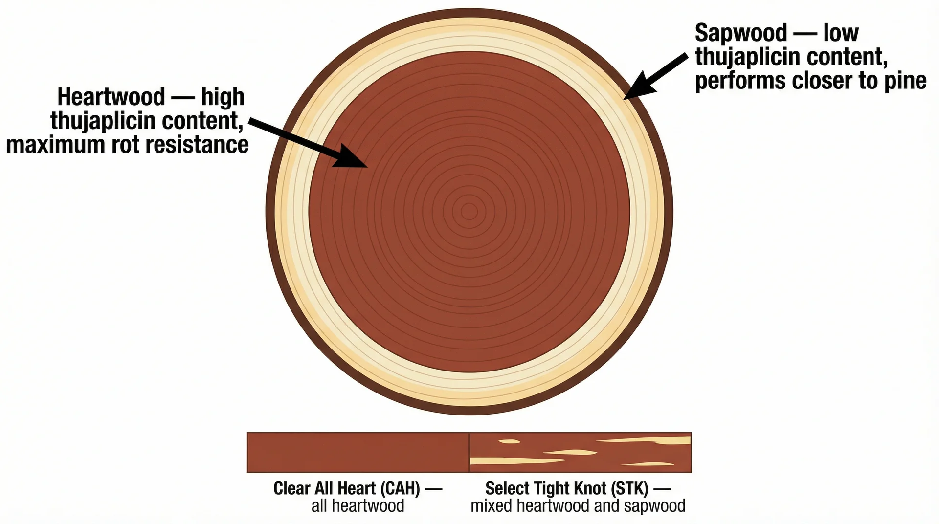 Cedar log cross-section diagram showing heartwood vs sapwood zones and how grade affects rot resistance
