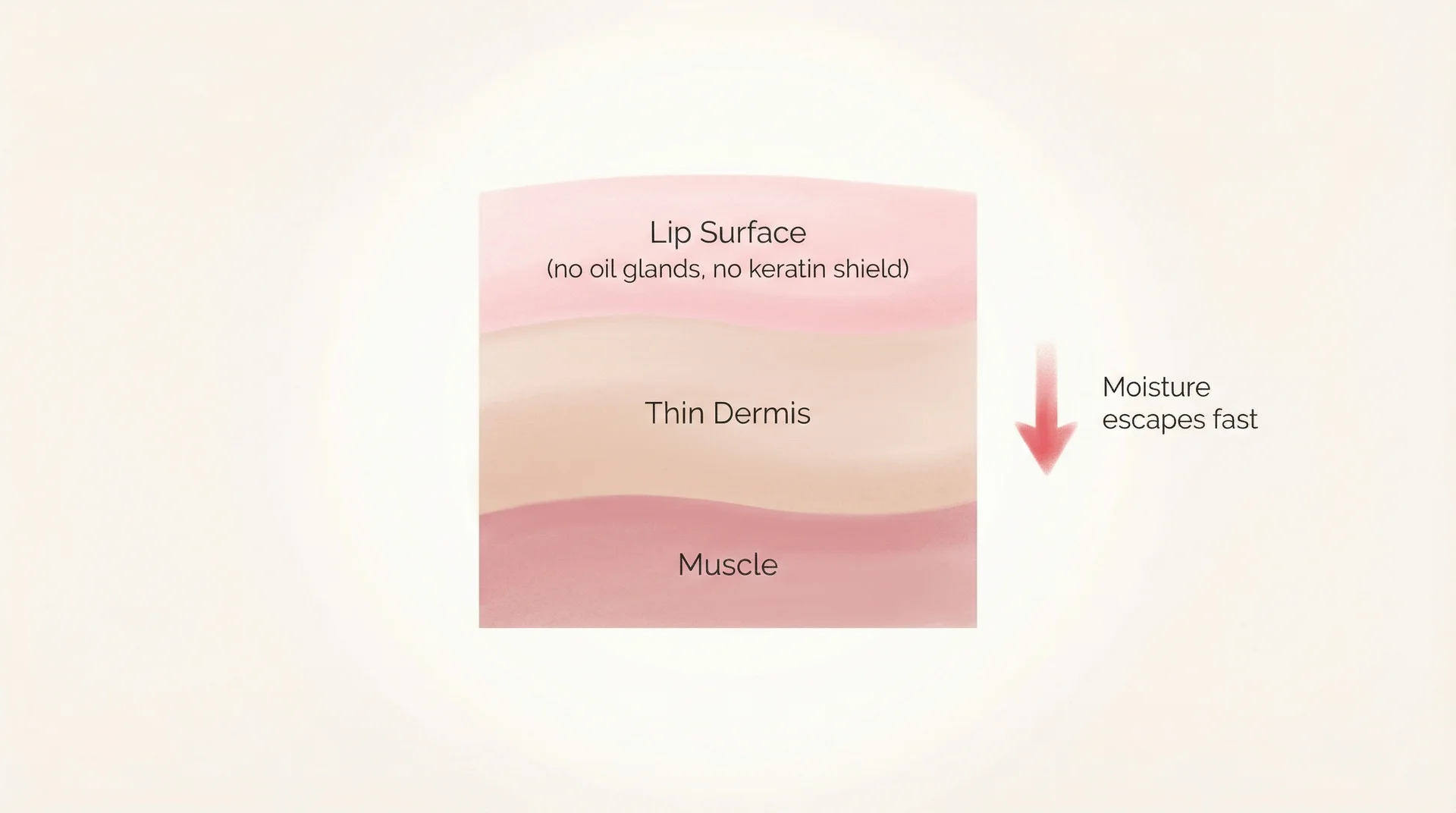 Diagram showing lip skin layers with no oil glands, illustrating why lips lose moisture faster than other skin 