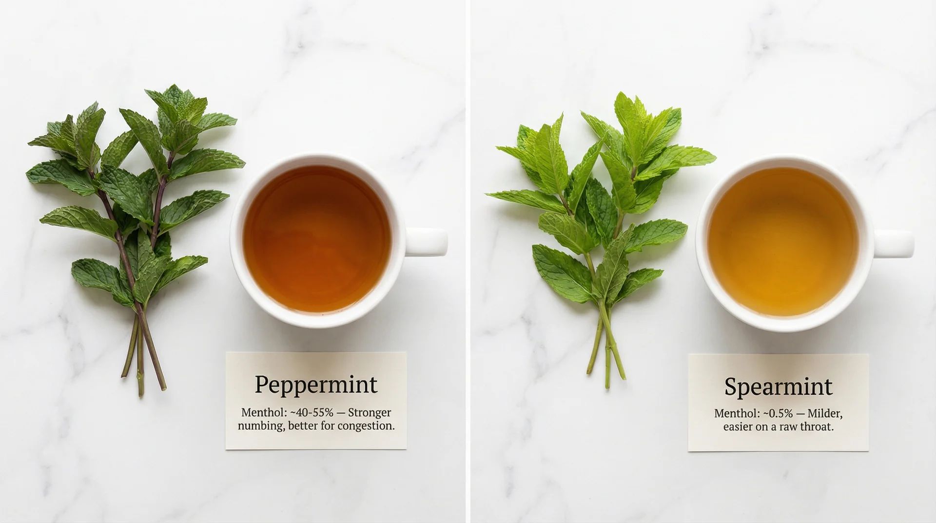 Side-by-side comparison of peppermint and spearmint showing peppermint has 40-55% menthol for stronger numbing and spearmint has 0.5% menthol for milder relief