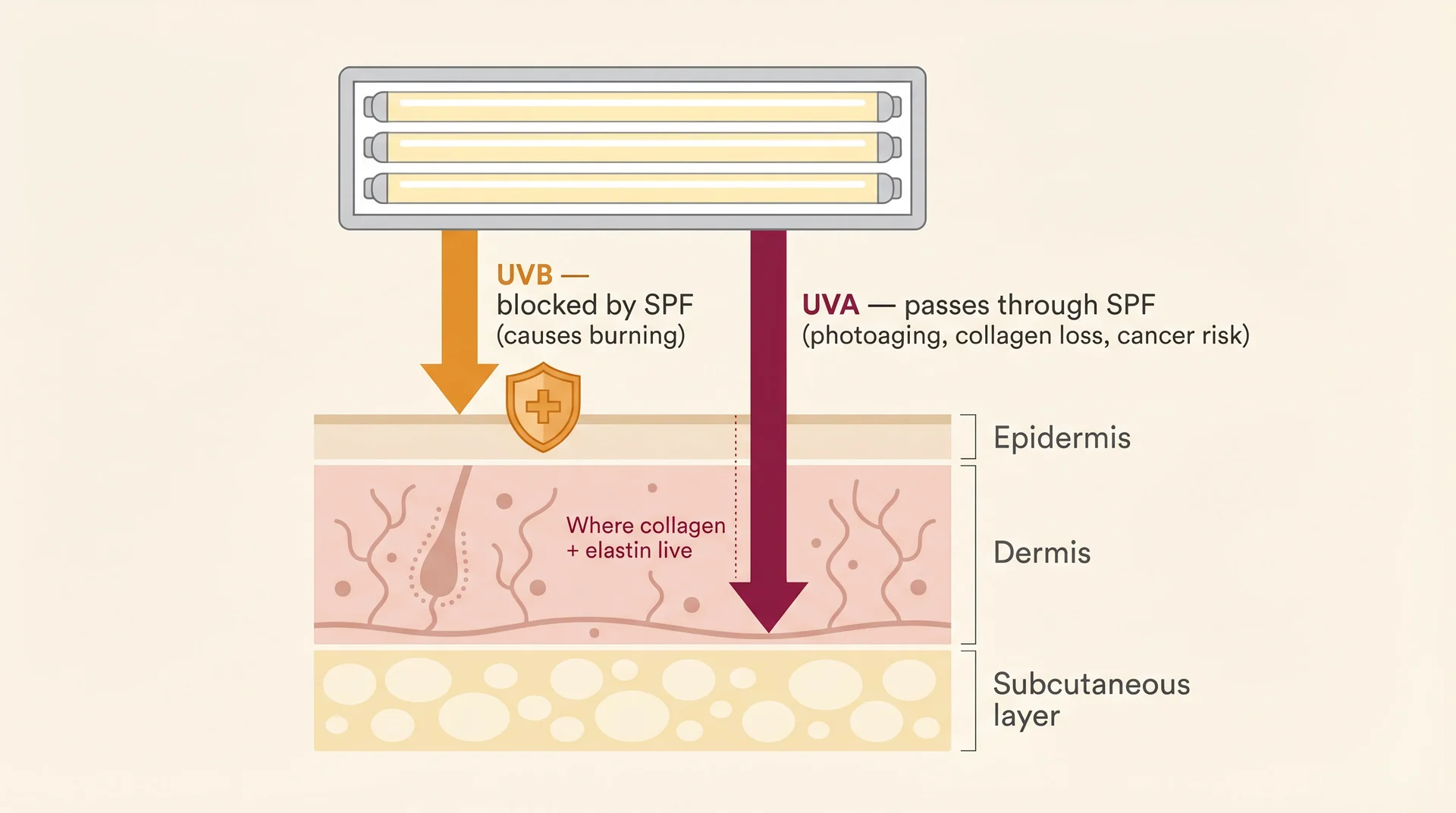 Skin diagram showing UVB blocked at surface by SPF while UVA penetrates to dermis in a tanning bed

