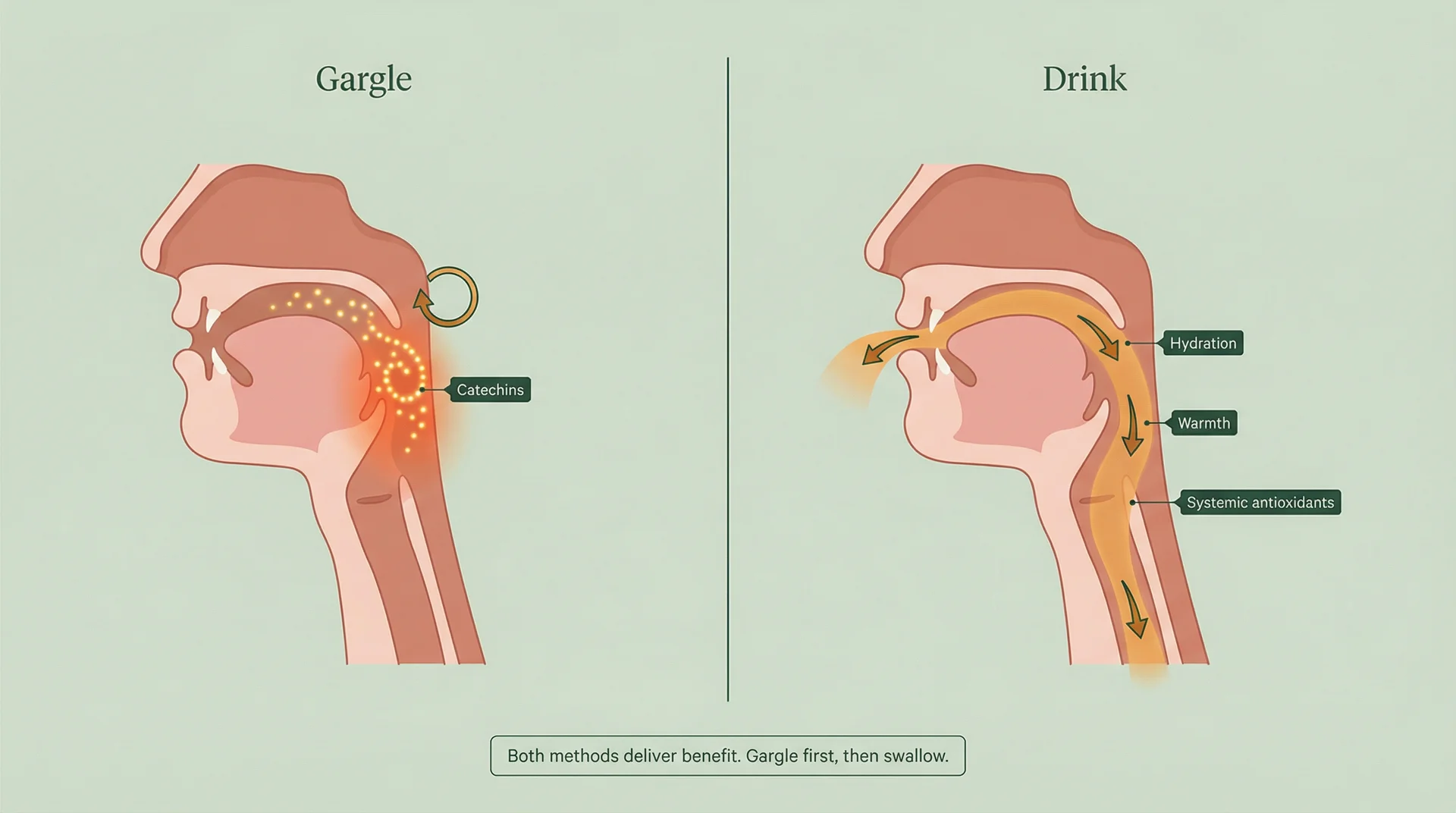 Split diagram showing how gargling green tea delivers catechins directly to throat tissue while drinking provides hydration and systemic antioxidant support
