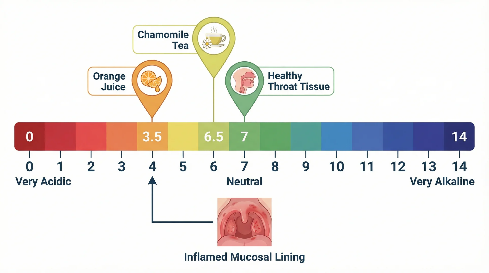 pH scale diagram showing orange juice at 3.5, chamomile tea at 6.5, and healthy throat tissue at 7.0