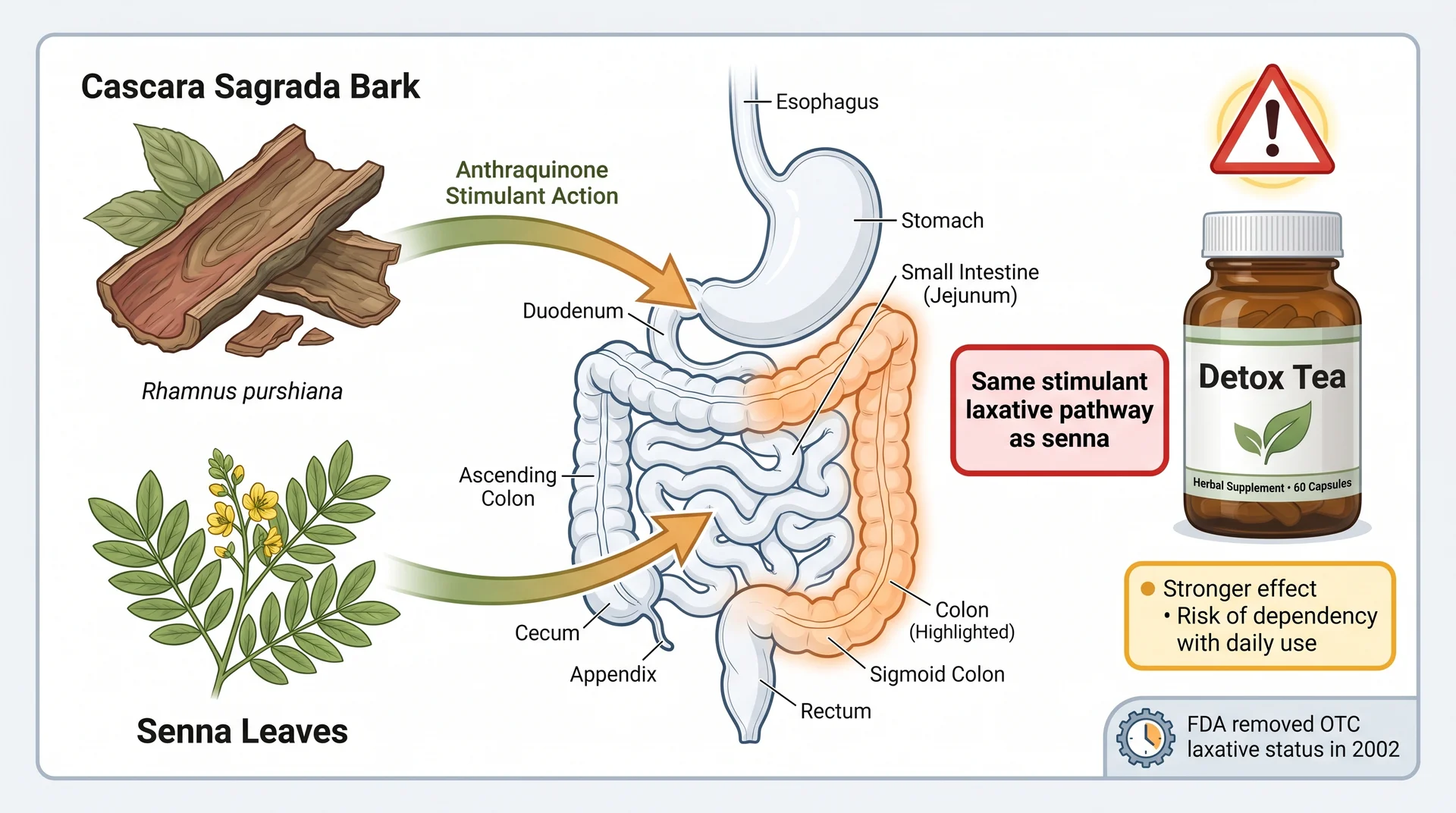 Cascara sagrada infographic showing stimulant laxative mechanism and dependency risk in detox tea.