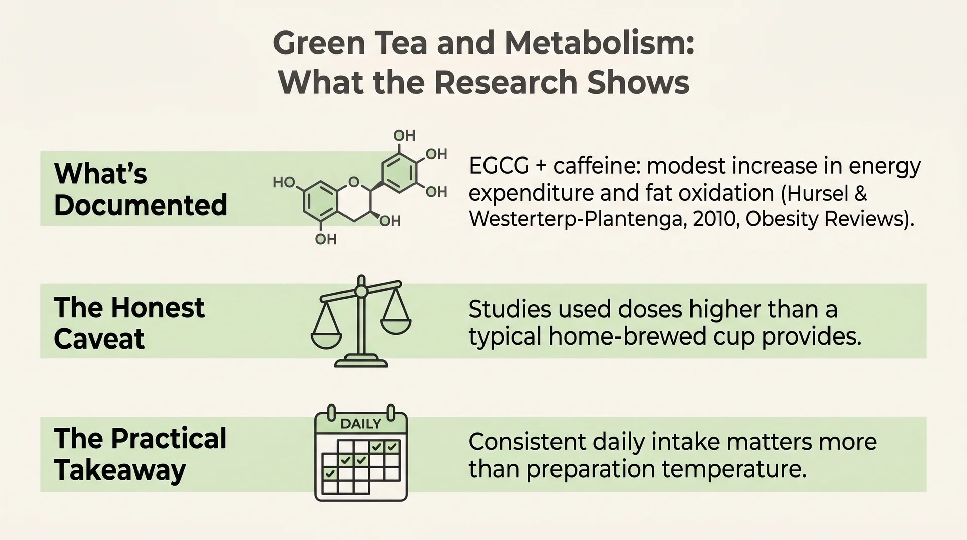 Infographic summarising green tea catechin research on metabolism and the honest dose caveat