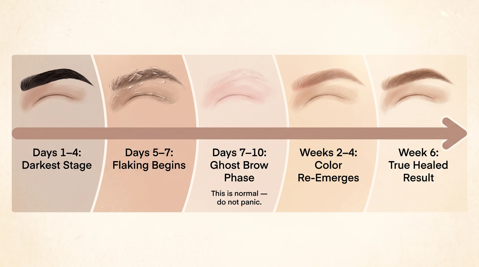 Ombre powder brow healing timeline diagram showing five stages from darkest day-one result through ghost brow phase to week-six healed result